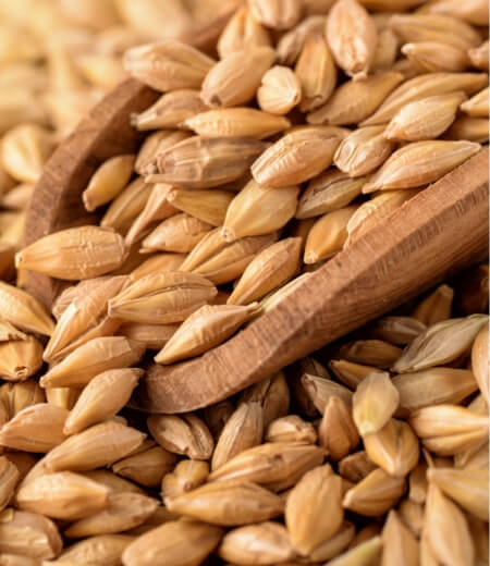 Malt Barley